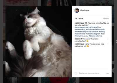 24. Fourrure emmitouflée ou ferraille rouillée ?